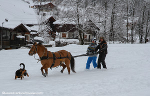 Ski joering with Aravis Passion