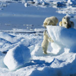 5 Adventure Activities You Can Do on an Arctic Cruise