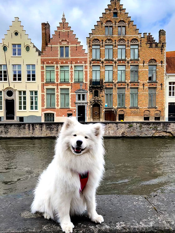 Coco sits on a canal with a row of picturesque medieval houses on the opposite site behind her in Bruges, Belgium