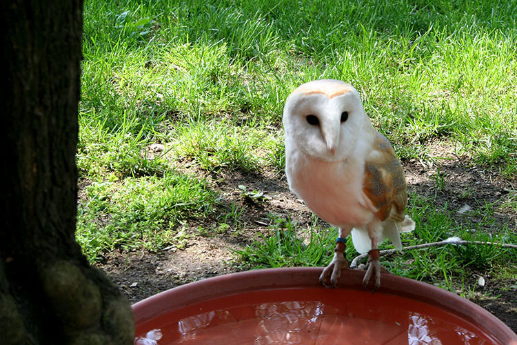 A white barn owl sits on his water bowl at Castello di Vezio