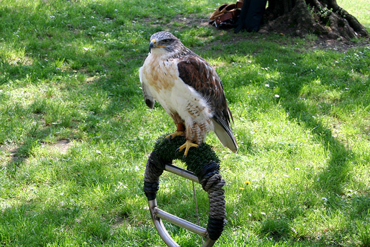 A hawk sits on his post in the olive grove at Castello di Vezio