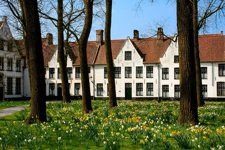 A garden of yellow and white daffodils sits surrounded by the whitewashed houses of the Princely Beguinage Ten Wijngaarde in Bruges, Belgium