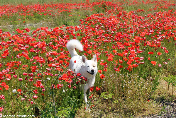 Poppy Fields Of Italy Jdomb S Travels