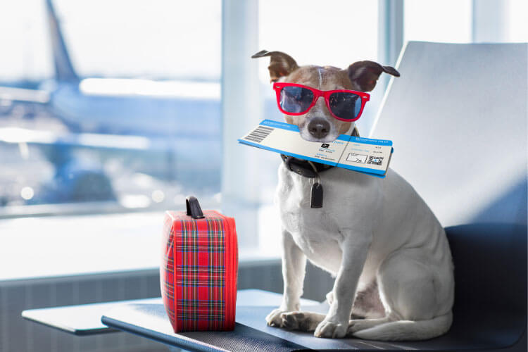 A Jack Russel terrier holds a flight ticket in his mouth and is wearing sunglasses at the airport