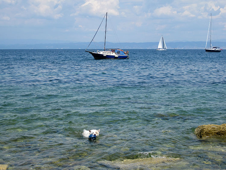 Emma swims back to shore with her blue ball in her mouth at a rocky beach in Piran, Slovenia as a sailboat passes by in the distance