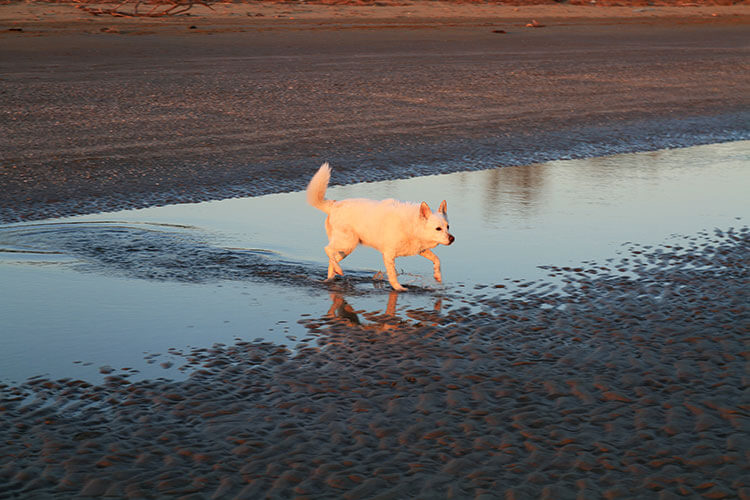 Emma running through a tide pool to the sea at Valle Vecchia beach in Brussa at sunset