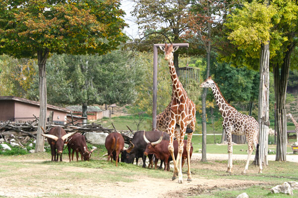 Parco Natura Viva Verona Wild Animal Park Luxe Adventure Traveler