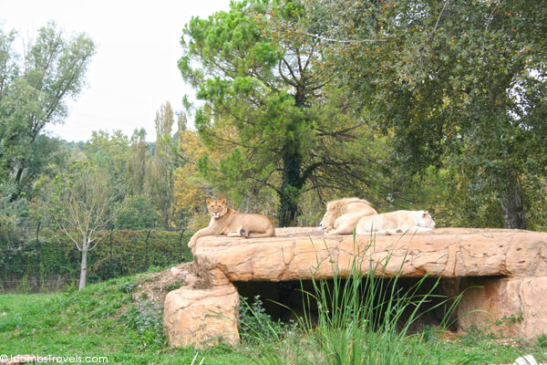 zoo safari verona meteo