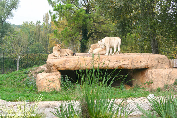 safari park verona