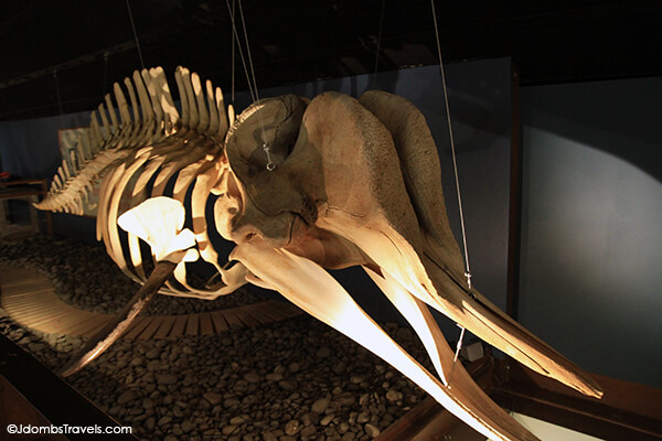 Husavik Whale Museum