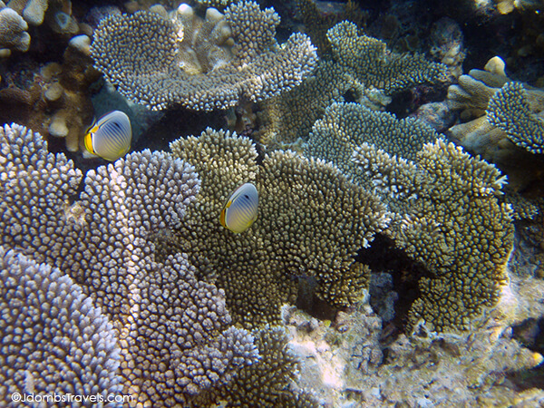 Maldivian Reef Fish