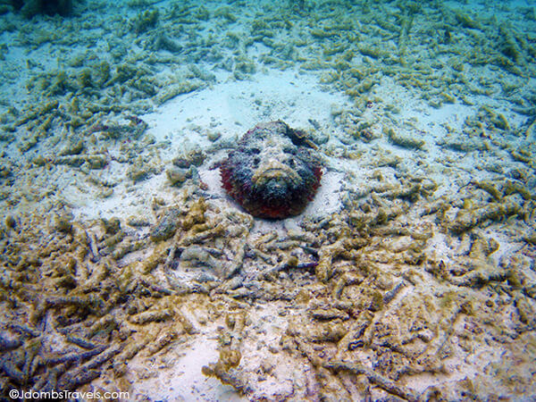 Stareyed Stonefish, the most venomous fish in the world