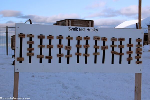 Svalbard Husky