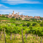 The view of San Gimignano with the village and towers on the hill from a vineyard nearby