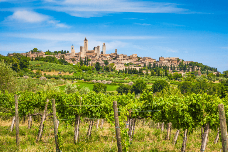 The view of San Gimignano with the village and towers on the hill from a vineyard nearby