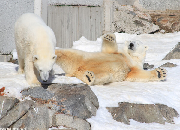 Up Close with Arctic Animals at Ranua Wildlife Park - Luxe Adventure  Traveler