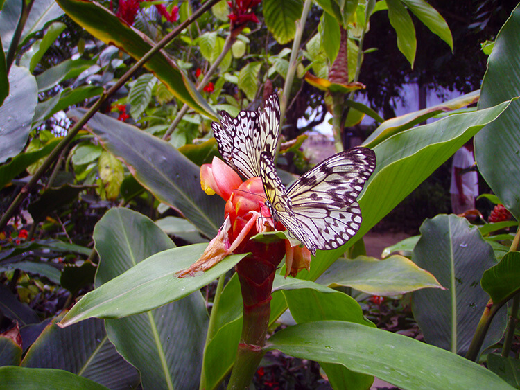 Saint Maarten Butterfly Farm