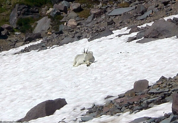 Mountain Goat on Mount Rainier