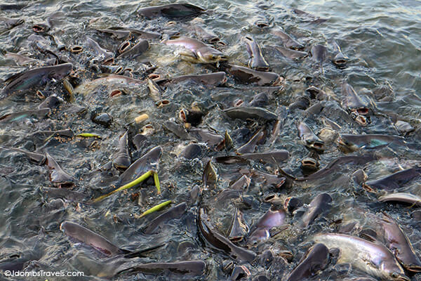 Feeding fish in the Chao Phraya River