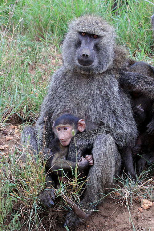 A baboon infant sits in his mother's lap in Serengeti National Park, Tanzania