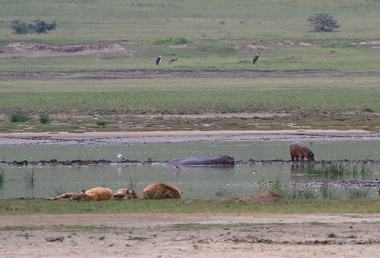 A baby hippo stands on a bank near its mother in a hippo pool in Ngorongoro Crater, Tanzania