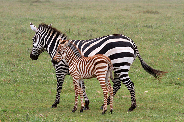 A young brown, fuzzy zebra foal stands very close to its mother in Ngorongoro Crater, Tanzania