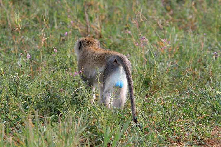 A shot of the backside of the blue ball monkey showing how this monkey got its name in Tarangire National Park