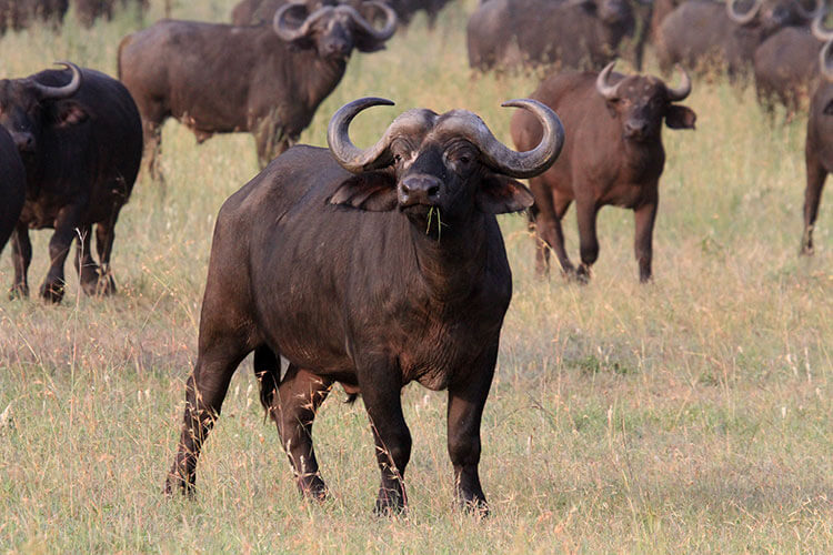A Cape buffalo chews on grass while keeping an eye on us in Serengeti National Park