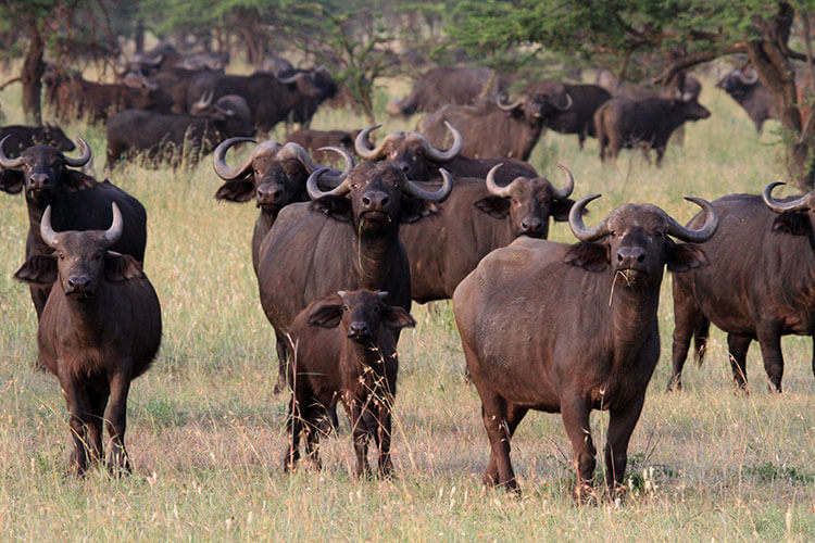 A Cape buffalo calf stands with a large herd of Cape buffalo in Serengeti National Park, Tanzania