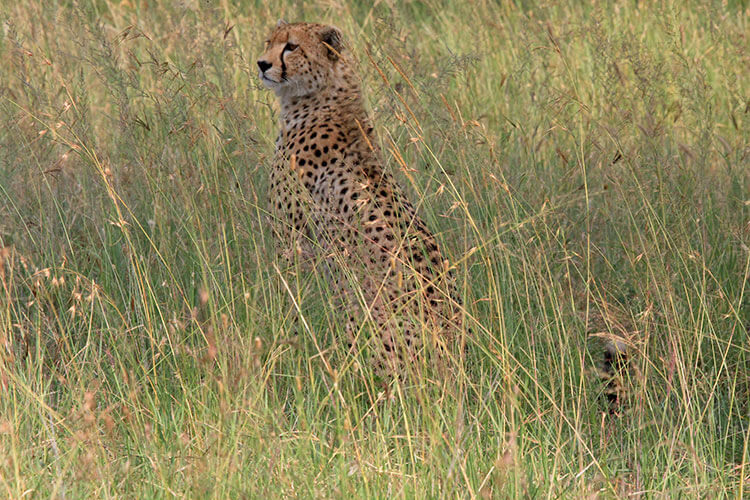 A cheetah sits in tall grass in Serengeti National Park