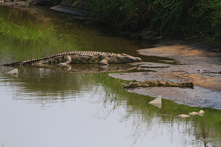 A crocodile hatchling sits on a river bank near an adult in Serengeti National Park, Tanzania