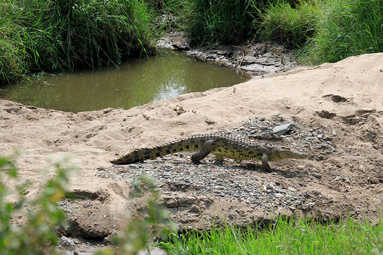 A crocodile high walks along a sandy beach in the Serengeti