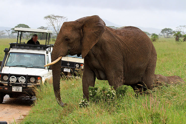 An elephant with her baby crosses a road in front of a safari vehicle in Serengeti National Park
