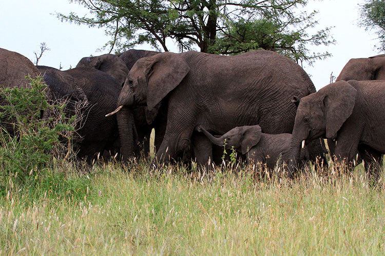 A herd of elephants gathers closely around a very young calf in Serengeti National Park, Tanzania