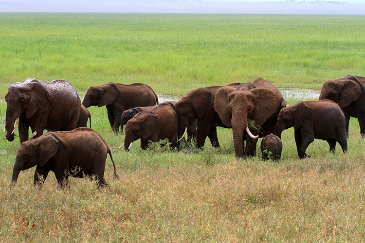 A herd of eight elephants start to move away from the watering hole after the matriarch of the herd trumpets and flaps her ears in Tarangire National Park