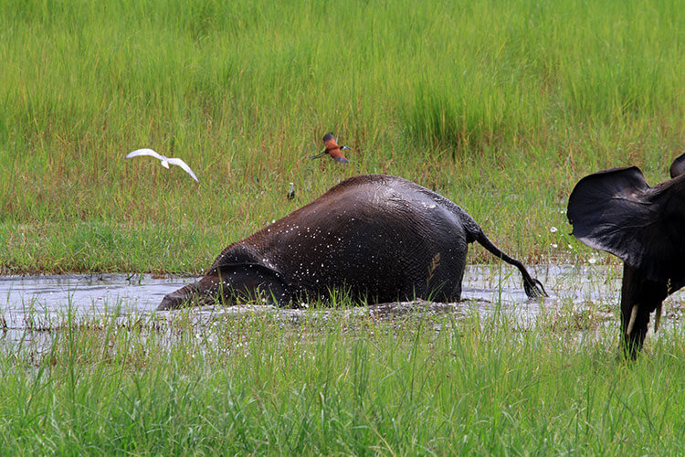 An elephant sticks its head in a watering hole with only its trunk sticking up for air while another elephant watches in Tarangire National Park