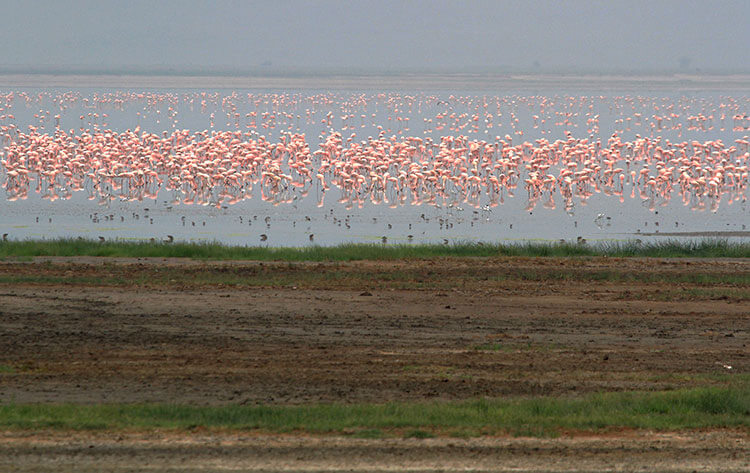 Thousands of pink flamingos dot a lake in Ngorongoro Crater