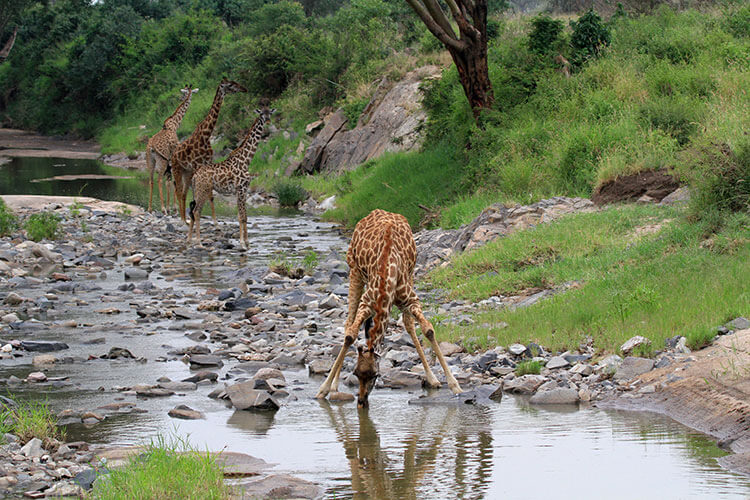 A giraffe spreads its legs to be able to lean down and reach a stream for a drink of water in Serengeti National Parl