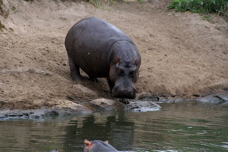 A hippo cautiously enters the river after we caught her out of water during a walking safari in Serengeti National Park