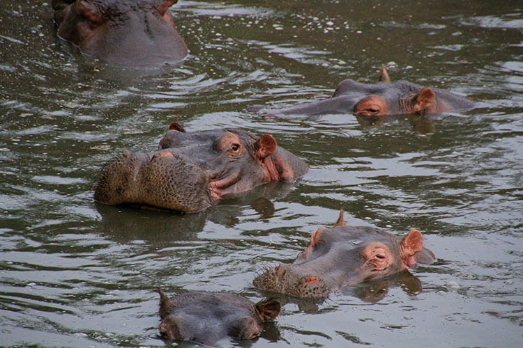 Hippos covered up to their eyes in the Grumeti River