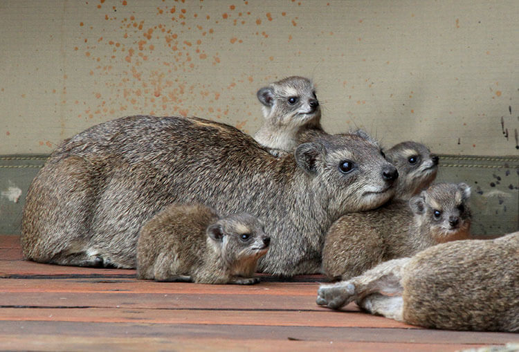 Four baby hyrax snuggle around their mom in Serengeti National Park