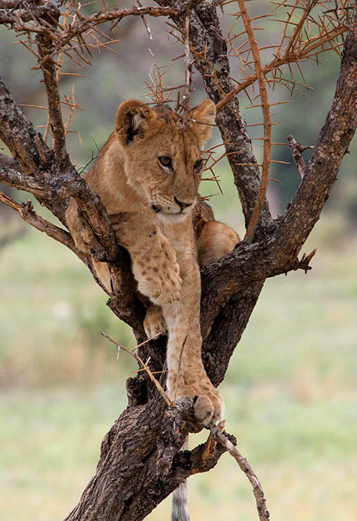 A young lion cub sits in between branches in a tree in Tarangire National Park