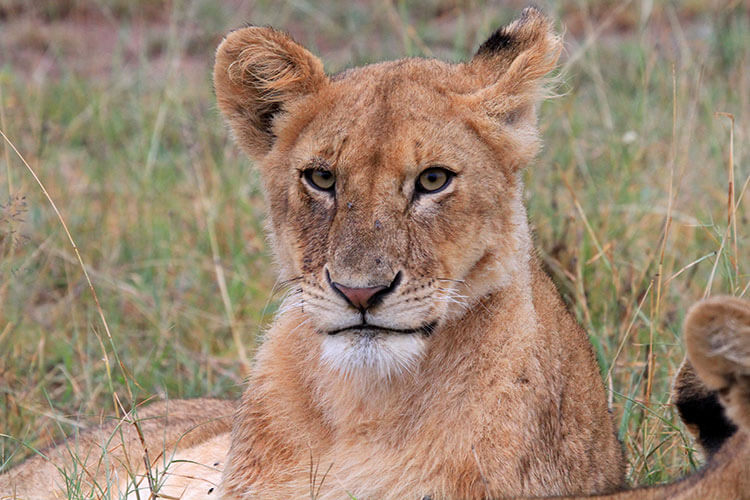 A close up a lioness' face as she laid in the grass near an elephant carcass in the Serengeti