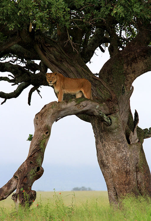 A lioness stands on the branch of a tamarind tree in the Serenti