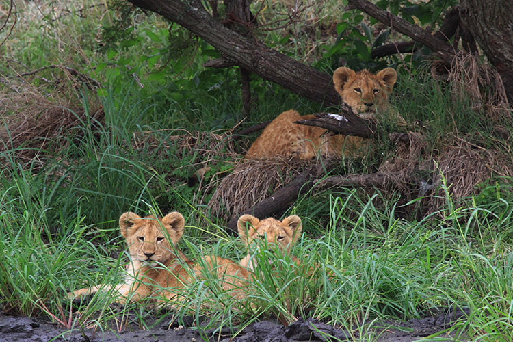 Three lion cubs hide in the grass and branches in the Serengeti