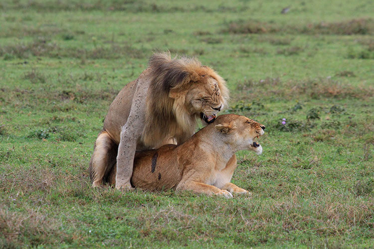 A male lion mates with a bloodied lioness in Serengeti National Park