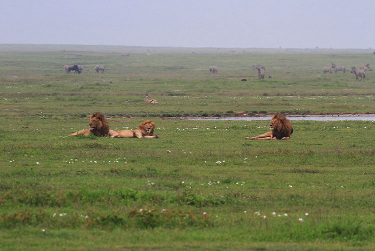 Three lazy lions barely lift their heads to look up while zebras keep a watchful eye on them in Ngorongoro Crater