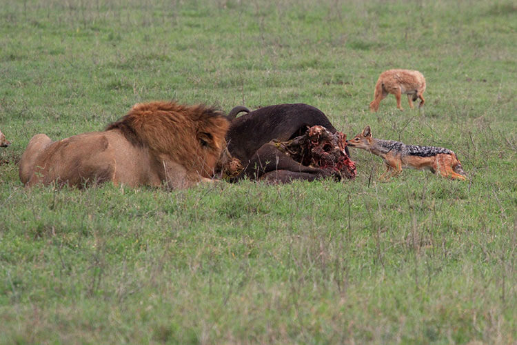 A male lion eats from the Cape Buffalo and a jackal leans in to steal a bit in Ngororngoro Crater