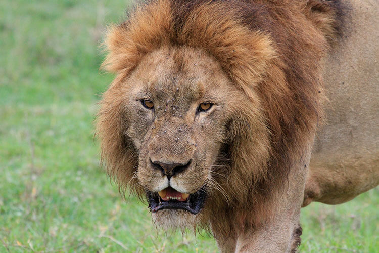 A very close up of a male lion's face covered with flies in Ngorongoro Crater