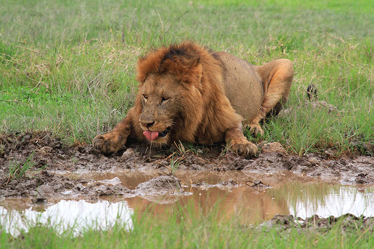 A male lion lays down at a muddy puddle for a drink